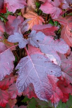 Alice Oakleaf Hydrangea - 3 Gallon Pot -Garden Plants shop Hydrangea Oakleaf Alice 7