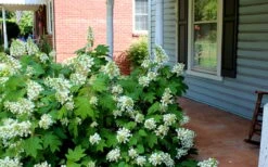 Pee Wee Dwarf Oakleaf Hydrangea - 3 Gallon Pot -Garden Plants shop Hydrangea Oakleaf Pee Wee 1