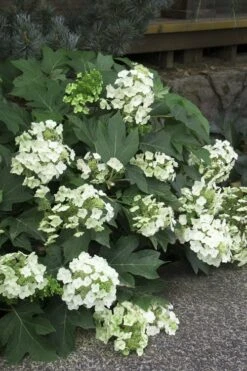 Pee Wee Dwarf Oakleaf Hydrangea - 3 Gallon Pot -Garden Plants shop Hydrangea Oakleaf Pee Wee 11 1