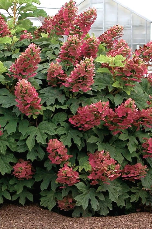 Ruby Slippers Dwarf Oakleaf Hydrangea - 1 Gallon Pot Ruby Slippers Dwarf Oakleaf Hydrangea - 1 Gallon Pot -Garden Plants shop Hydrangea Oakleaf Ruby Slippers 500x750 1