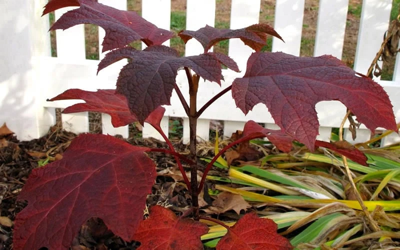 Ruby Slippers Dwarf Oakleaf Hydrangea - 1 Gallon Pot Ruby Slippers Dwarf Oakleaf Hydrangea - 1 Gallon Pot -Garden Plants shop Hydrangea Oakleaf Ruby Slippers Fall Foliage Color