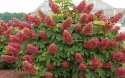 Ruby Slippers Dwarf Oakleaf Hydrangea - 1 Gallon Pot 3 Ruby Slippers Dwarf Oakleaf Hydrangea - 1 Gallon Pot -Garden Plants shop Hydrangea Oakleaf Ruby Slippers Full Bloom