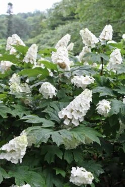 Snow Queen Oakleaf Hydrangea - 1 Gallon Pot -Garden Plants shop Hydrangea Oakleaf Snow Queen 10