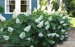 Snow Queen Oakleaf Hydrangea - 1 Gallon Pot -Garden Plants shop Hydrangea Oakleaf Snow Queen 11