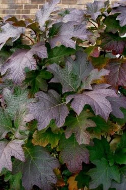 Snow Queen Oakleaf Hydrangea - 1 Gallon Pot -Garden Plants shop Hydrangea Oakleaf Snow Queen 3