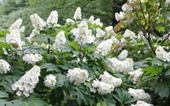 Snow Queen Oakleaf Hydrangea - 2 Gallon Pot -Garden Plants shop Hydrangea Oakleaf Snow Queen 6 1