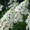 Snow Queen Oakleaf Hydrangea - 3 Gallon Pot