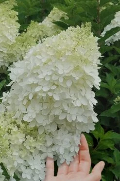 Phantom Hydrangea - 3 Gallon Pot -Garden Plants shop Hydrangea Phantom 20 1