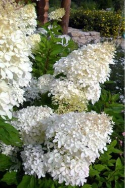 Phantom Hydrangea - 3 Gallon Pot -Garden Plants shop Hydrangea Phantom 500x750 2