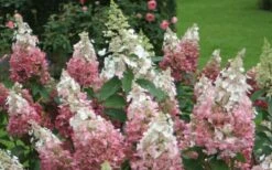 Pinky Winky Hydrangea - 3 Gallon Pot -Garden Plants shop Hydrangea Pinky Winky 1