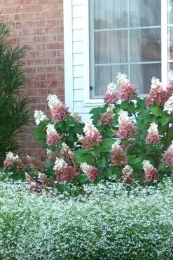 Pinky Winky Hydrangea - 3 Gallon Pot -Garden Plants shop Hydrangea Pinky Winky 12