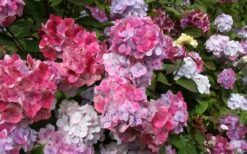 Preziosa Multi Color Hydrangea - 3 Gallon Pot 4 Preziosa Multi Color Hydrangea - 3 Gallon Pot -Garden Plants shop Hydrangea Preziosa 18
