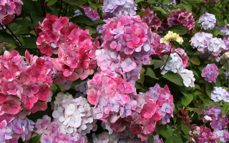 Preziosa Multi Color Hydrangea - 3 Gallon Pot Preziosa Multi Color Hydrangea - 3 Gallon Pot -Garden Plants shop Hydrangea Preziosa 18