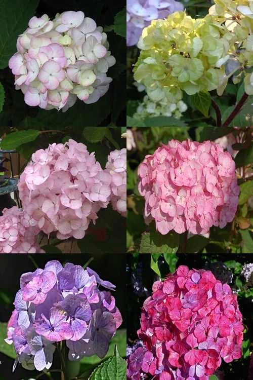 Preziosa Multi Color Hydrangea - 3 Gallon Pot Preziosa Multi Color Hydrangea - 3 Gallon Pot -Garden Plants shop Hydrangea Preziosa 19