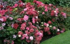 Preziosa Multi Color Hydrangea - 3 Gallon Pot 5 Preziosa Multi Color Hydrangea - 3 Gallon Pot -Garden Plants shop Hydrangea Preziosa 7