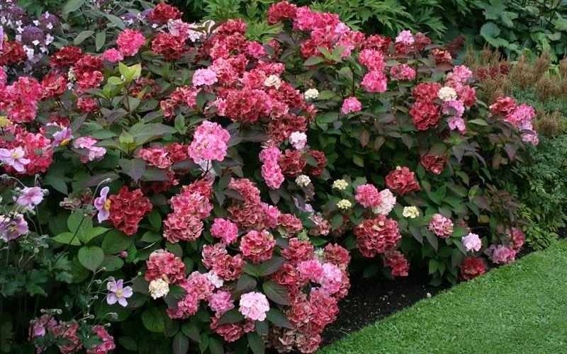 Preziosa Multi Color Hydrangea - 3 Gallon Pot Preziosa Multi Color Hydrangea - 3 Gallon Pot -Garden Plants shop Hydrangea Preziosa 7