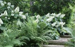 Alice Oakleaf Hydrangea - 3 Gallon Pot -Garden Plants shop Hydrangea Quercifolia Oakleaf 50