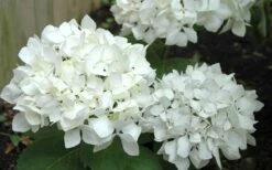 Sister Theresa Hydrangea - 1 Gallon Pot -Garden Plants shop Hydrangea Sister Theresa 50 1
