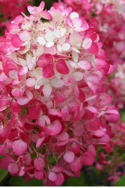 Strawberry Sundae Hydrangea - 1 Gallon Pot -Garden Plants shop Hydrangea Strawberry Sundae Flower 1 1