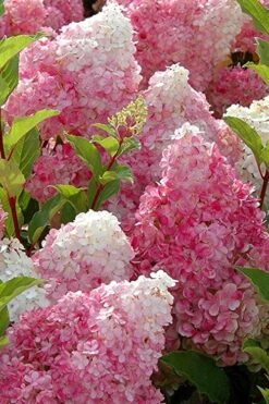 Strawberry Sundae Hydrangea - 3 Gallon Pot -Garden Plants shop Hydrangea Strawberry Sundae Flowers 3