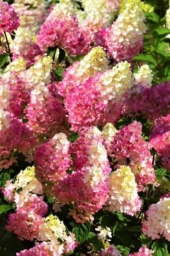 Strawberry Sundae Hydrangea - 1 Gallon Pot -Garden Plants shop Hydrangea Strawberry Sundae Flowers 5 1
