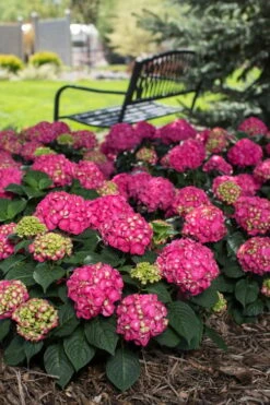 Summer Crush Endless Summer Hydrangea - 7 Gallon Pot -Garden Plants shop Hydrangea Summer Crush Endless Summer 3 3