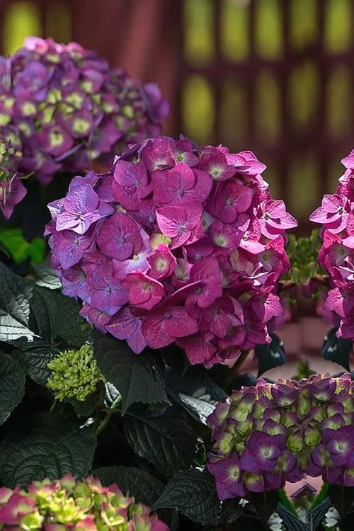Summer Crush Endless Summer Hydrangea - 1 Gallon Pot Summer Crush Endless Summer Hydrangea - 1 Gallon Pot -Garden Plants shop Hydrangea Summer Crush Endless Summer 4