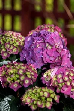 Summer Crush Endless Summer Hydrangea - 1 Gallon Pot 7 Summer Crush Endless Summer Hydrangea - 1 Gallon Pot -Garden Plants shop Hydrangea Summer Crush Endless Summer 5