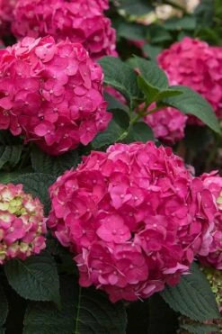Summer Crush Endless Summer Hydrangea - 6 Gallon Pot (COPY) -Garden Plants shop Hydrangea Summer Crush Endless Summer 6 1