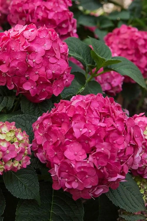 Summer Crush Endless Summer Hydrangea - 1 Gallon Pot Summer Crush Endless Summer Hydrangea - 1 Gallon Pot -Garden Plants shop Hydrangea Summer Crush Endless Summer 6