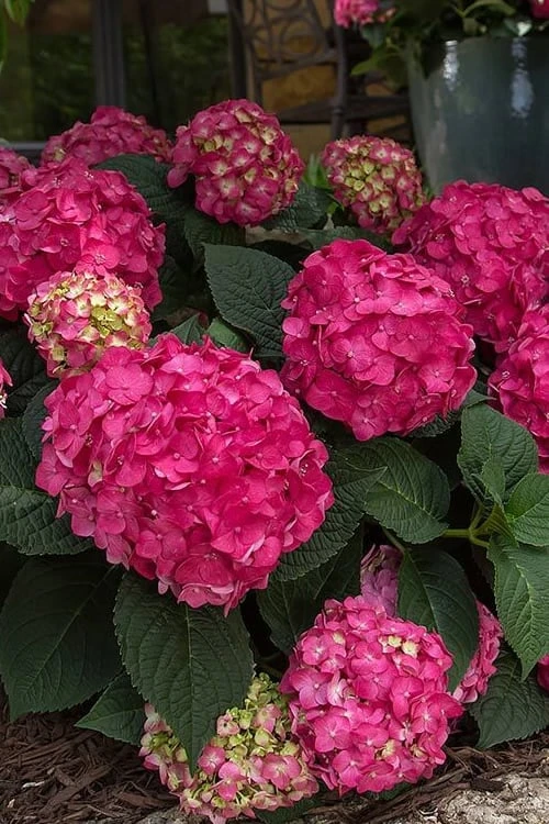 Summer Crush Endless Summer Hydrangea - 1 Gallon Pot Summer Crush Endless Summer Hydrangea - 1 Gallon Pot -Garden Plants shop Hydrangea Summer Crush Endless Summer 7