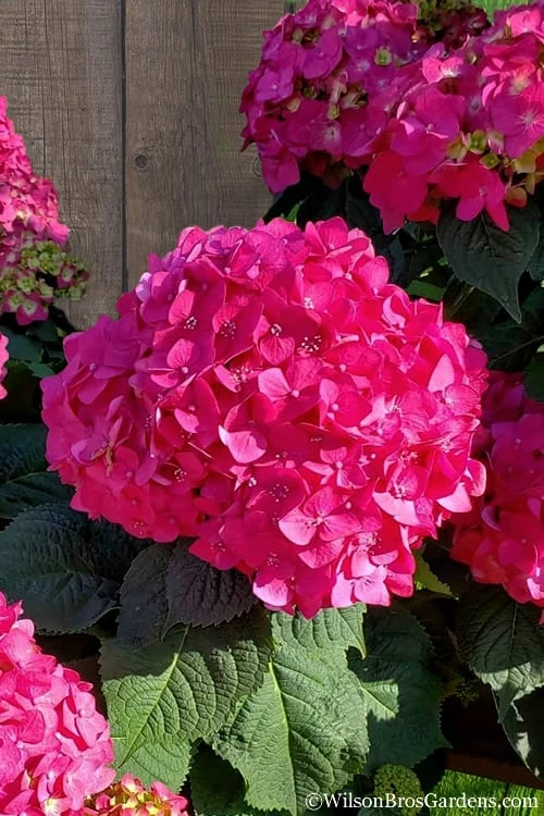 Summer Crush Endless Summer Hydrangea - 1 Gallon Pot Summer Crush Endless Summer Hydrangea - 1 Gallon Pot -Garden Plants shop Hydrangea Summer Crush Endless Summer 8