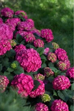Summer Crush Endless Summer Hydrangea - 7 Gallon Pot -Garden Plants shop Hydrangea Summer Crush Endless Summer 9 3