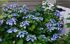 Twist-N-Shout Endless Summer Hydrangea - 3 Gallon Pot -Garden Plants shop Hydrangea Twist N Shout Blue Flowers 3