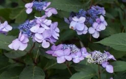 Twist-N-Shout Endless Summer Hydrangea - 3 Gallon Pot -Garden Plants shop Hydrangea Twist N Shout Lavender Flowers 2