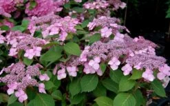 Twist-N-Shout Endless Summer Hydrangea - 3 Gallon Pot -Garden Plants shop Hydrangea Twist N Shout Pink Flowers 2