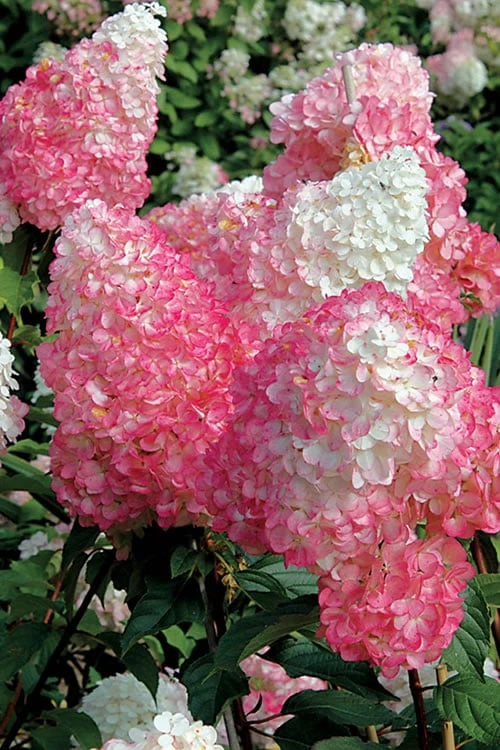 Vanilla Strawberry Hydrangea - 1 Gallon Pot Vanilla Strawberry Hydrangea - 1 Gallon Pot -Garden Plants shop Hydrangea Vanilla Strawberry BS
