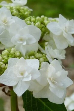 Double Delights Wedding Gown Lacecap Hydrangea - 3 Gallon Pot -Garden Plants shop Hydrangea Wedding Gown 23