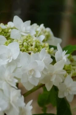 Double Delights Wedding Gown Lacecap Hydrangea - 3 Gallon Pot -Garden Plants shop Hydrangea Wedding Gown 4