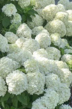 White Wedding Hydrangea - 2 Gallon Pot -Garden Plants shop Hydrangea White Wedding 5 x750