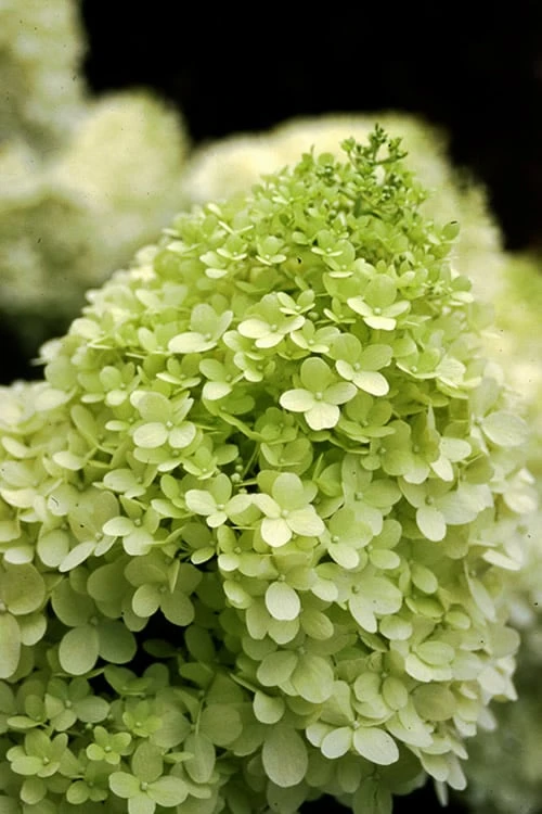 Limelight PeeGee Hydrangea - Single Trunk Topiary Tree - 5 Gallon Pot Limelight PeeGee Hydrangea - Single Trunk Topiary Tree - 5 Gallon Pot -Garden Plants shop Hydrangea limelightf BS 3
