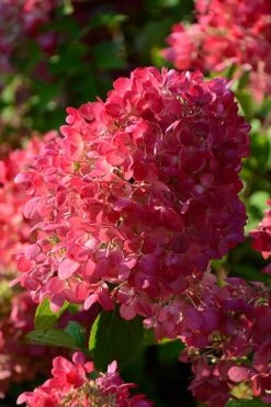 Diamond Rouge Hydrangea - 3 Gallon Pot -Garden Plants shop Hydrangia Diamond Rouge 5
