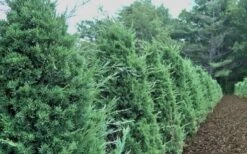 Iowa Juniper - 3 Gallon Pot -Garden Plants shop Iowa Juniper 50