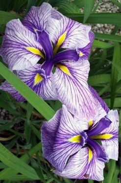 Anna Japanese Iris (Iris Ensata) - 1 Gallon Pot 4 Anna Japanese Iris (Iris Ensata) - 1 Gallon Pot -Garden Plants shop Iris Ensata Anna 1