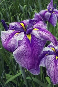Anna Japanese Iris (Iris Ensata) - 1 Gallon Pot 3 Anna Japanese Iris (Iris Ensata) - 1 Gallon Pot -Garden Plants shop Iris Ensata Anna 3