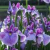 Anna Japanese Iris (Iris Ensata) - 1 Gallon Pot