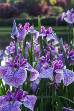 Anna Japanese Iris (Iris Ensata) - 1 Gallon Pot