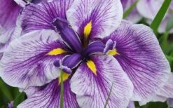 Anna Japanese Iris (Iris Ensata) - 1 Gallon Pot 6 Anna Japanese Iris (Iris Ensata) - 1 Gallon Pot -Garden Plants shop Iris Ensata Anna 8
