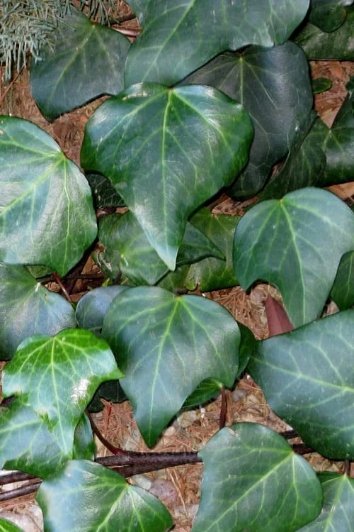 Algerian Ivy - Hedera helix - 18 Count Flat of Pint Pots Algerian Ivy - Hedera Helix - 18 Count Flat Of Pint Pots -Garden Plants shop Ivy Algerian 500x750 1