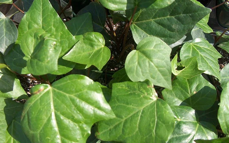 Algerian Ivy - Hedera helix - 18 Count Flat of Pint Pots Algerian Ivy - Hedera Helix - 18 Count Flat Of Pint Pots -Garden Plants shop Ivy Algerian Closeup